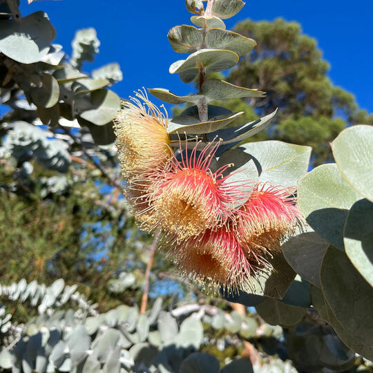 Photo of pink and yellow gum flowers and pale green leaves